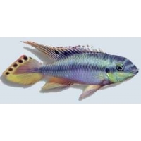 Pelvicachromis Pulcher blue 4cm